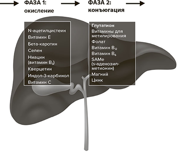 Вторая фаза детоксикации. 2 Фаза детоксикации печени. Фазы детокса печени. Детоксикация печени фазы. Этапы детоксикации в печени.