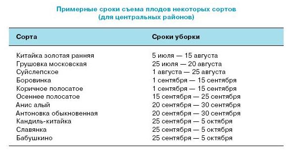 Период собирать. Условия и сроки хранения яблок. Таблица сбора яблок. Сроки сбора яблок зимних сортов на хранение. Сроки хранения яблок по сортам.